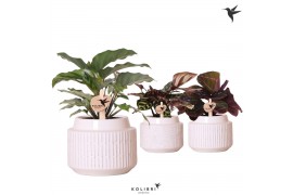 Calathea mix Kolibri Greens Calathea mix in Maze pot white1 pp