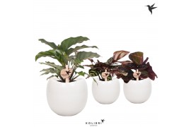 Calathea mix Kolibri Greens Calathea mix in Bowl pot white1 pp