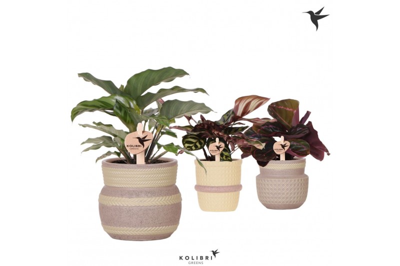 Calathea mix Kolibri Greens Calathea mix in Ethnic pot khaki mix1 pp 