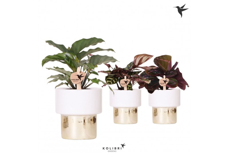 Calathea mix Kolibri Greens Calathea mix in Lush pot gold1 pp 