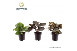 Calathea mix Calathea mix 7 cm