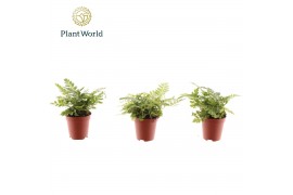 Varens Tiny Rumohra Adiantiformis Variegata