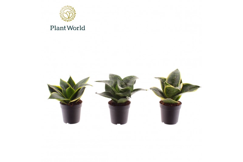 Sansevieria trifasciata Sansevieria gemengd dwarf 7 cm 