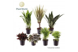 Kamerplanten mix Keen on Green New York mix 7 cm 1 pp