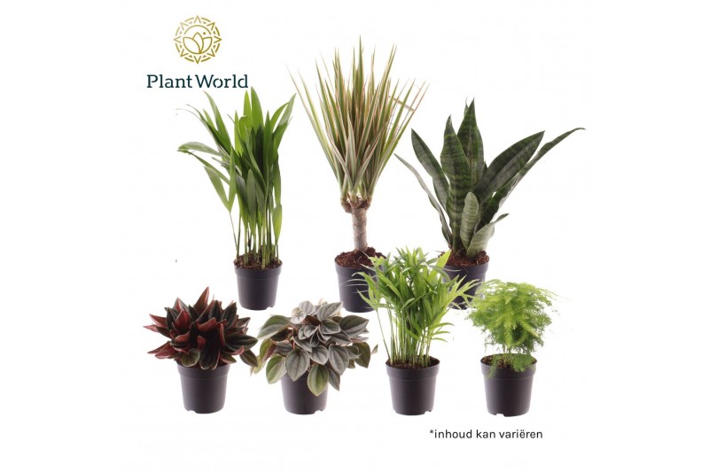 Kamerplanten mix Keen on Green New York mix 7 cm 1 pp 