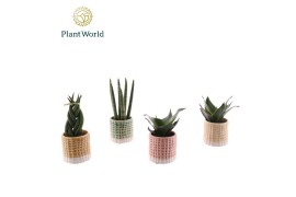 Kamerplanten mix Sansevieria mix in pot Elsa 1 pp