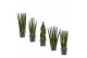 Sansevieria cylindrica Sansevieria Cylindrica 14 cm Mix 