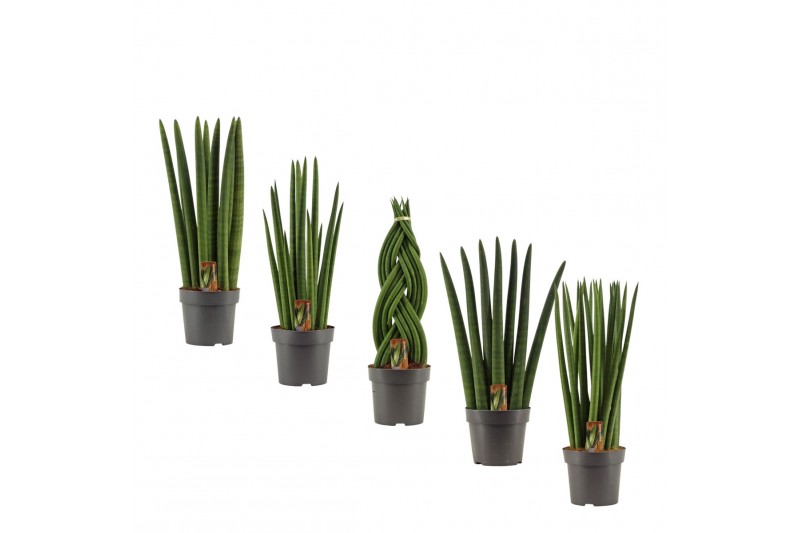 Sansevieria cylindrica Sansevieria Cylindrica 14 cm Mix 