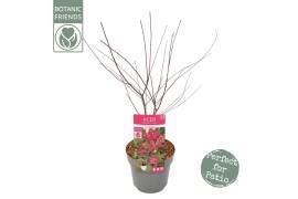 Acer palmatum beni-maiko Acer palm. Beni-maiko