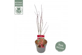 Acer palmatum atropurpureum Acer palm. Atropurpureum