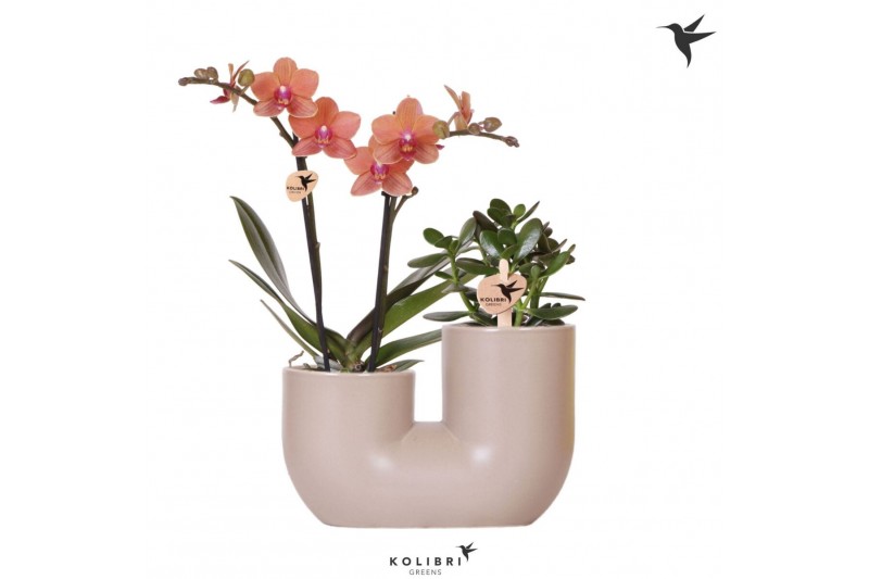 Arrangementen phalaenopsis multiflora Kolibri Orchids Phalaenopsis Ora 