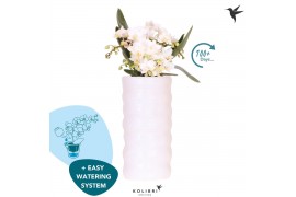 Phalaenopsis multiflora wit Kolibri Orchids Phalaenopsis Nazare 4 spik