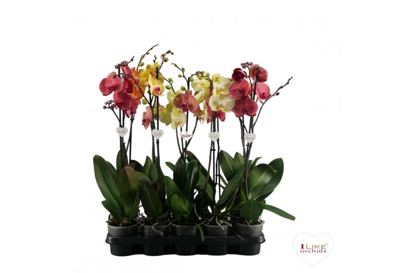 Phalaenopsis geel Phalaenopsis geel/oranje - 1 tak 80cm 9 bl. 1 tak/pl 