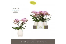 Phalaenopsis roze Tablo Bellini 2 spike in Abruzzo White Aquo 25 bl. 2