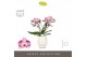 Phalaenopsis roze Tablo Bellini 2 spike in Abruzzo White Aquo 25 bl. 2 