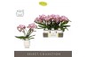 Phalaenopsis roze Tablo Bellini 2 spike in Emilia White Aquo 25 bl. 2 