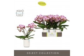 Phalaenopsis roze Tablo Bellini 2 spike in Molise White Aquo 25 bl. 2 