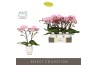 Phalaenopsis roze Tablo Cosmopolitan 2 spike in Emilia White Aquo 25 b