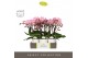 Phalaenopsis roze Tablo Cosmopolitan 2 spike in Emilia White Aquo 25 b 