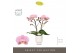 Phalaenopsis roze Tablo Cosmopolitan 2 spike in Emilia White Aquo 25 b 