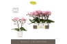Phalaenopsis roze Tablo Cosmopolitan 2 spike in Molise White Aquo 25 b