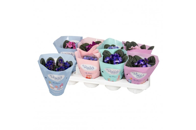 Saintpaulia mix Voila la Fleur 