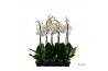 Phalaenopsis wit Phalaenopsis Wit gele lip - 1 tak 90cm 9 bl. 1 tak/pl