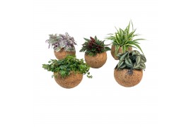 Groene planten mix Kokodama 15 cm Green Smit Collection (No String) 1 