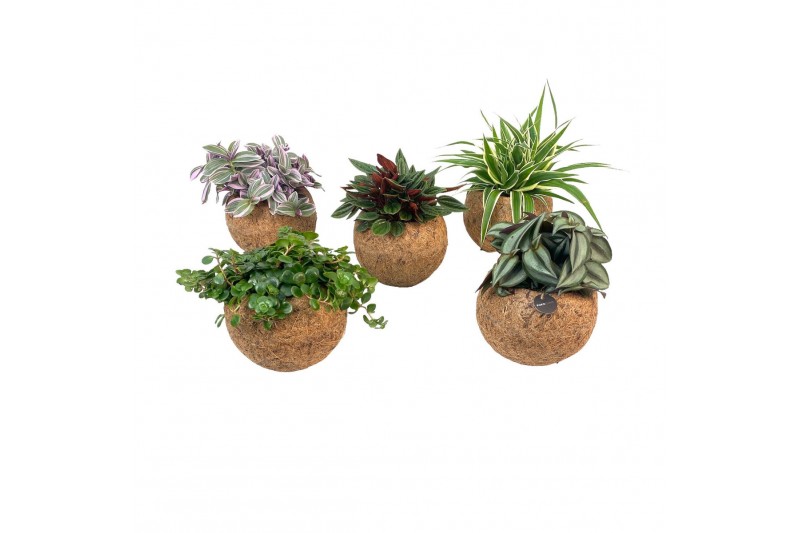 Groene planten mix Kokodama 15 cm Green Smit Collection (No String) 1  