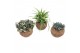 Groene planten mix Kokodama 15 cm Green Smit Collection (No String) 1  