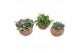 Groene planten mix Kokodama 15 cm Green Smit Collection (No String) 1  