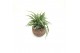 Groene planten mix Kokodama 15 cm Green Smit Collection (No String) 1  