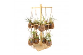 Tillandsia Kokodama Birdsnest 16 Display Tillandsia mix