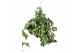 Cissus rhombifolia ellen danica Cissus Ellen Danica hangpot 50 - 59  c 