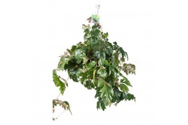 Cissus rhombifolia ellen danica Cissus Ellen Danica hangpot 50 - 59  c