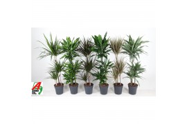 Dracaena mixkar Mix 60-30-15 3 pp