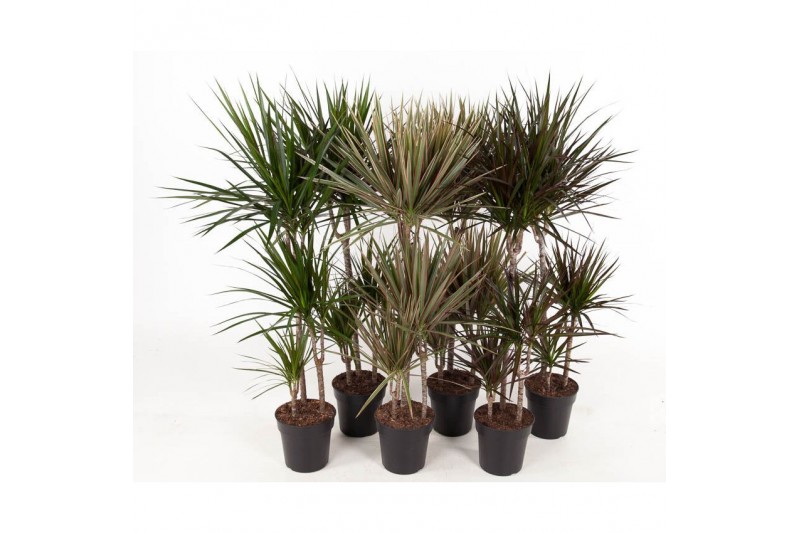 Dracaena mixkar Mix 60-30-15 3 pp 