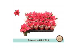 Euphorbia pul. christmas feelings pink Euph. Poinsettia Mini Pink in s