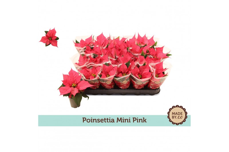 Euphorbia pul. christmas feelings pink Euph. Poinsettia Mini Pink in s 