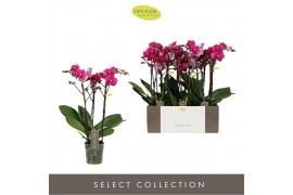 Phalaenopsis multiflora paars Exclusivo Asian Violin 3 spike25 bl. 3 t