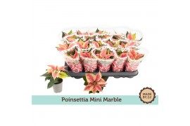 Euphorbia pul. christmas feelings marble Euph. Poinsettia Mini Marble 