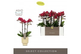 Phalaenopsis multiflora red lion Optimost Red Lion 3 spike in Emilia S