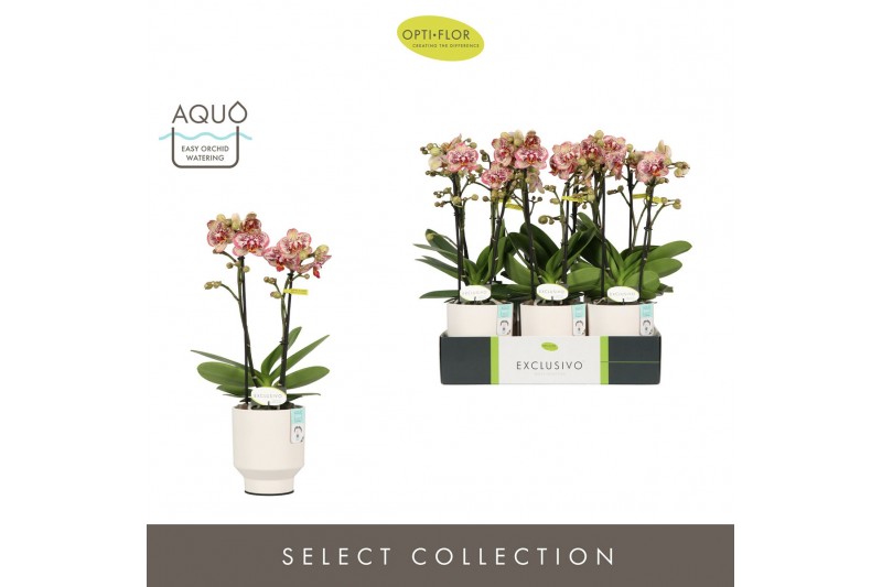 Phalaenopsis multiflora geel Exclusivo Tama 2 spike in Emilia White Aq 