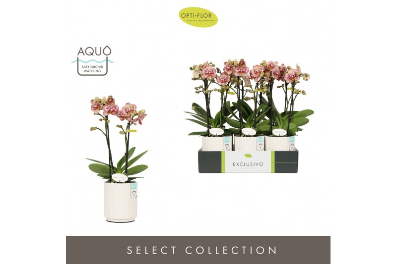 Phalaenopsis multiflora geel Exclusivo Tama 2 spike in Molise White Aq 