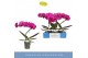 Phalaenopsis paars Balletto Pivot 1 spike9 bl. 1 tak/plnt 