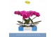 Phalaenopsis paars Balletto Pivot 1 spike9 bl. 1 tak/plnt 