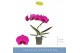 Phalaenopsis paars Balletto Pivot 1 spike9 bl. 1 tak/plnt 