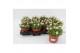 Saxifraga alpino rose Saxifraga Alpino Pink15 cm diameter 1 pp 