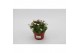 Saxifraga alpino rose Saxifraga Alpino Pink15 cm diameter 1 pp 