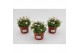Saxifraga alpino rose Saxifraga Alpino Pink15 cm diameter 1 pp 